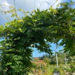 Vistéria čínska (Wisteria Sinensis) ´PROLIFIC´(-22°C) - 230cm, kont. 2xC60L – BRÁNA 